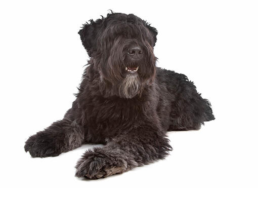 White store bouvier dog